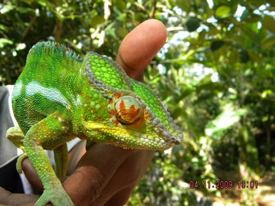 Caméléon