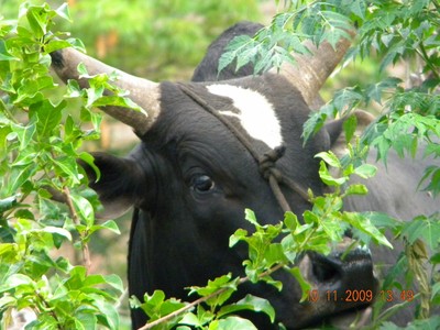Zébu