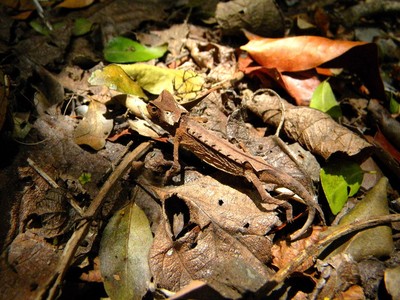 Caméléon
