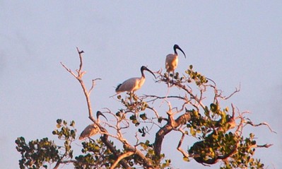 Bouquet d'ibis